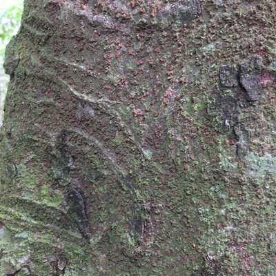 Écorce se détachant par plaques et pourvue de lenticelles rouges