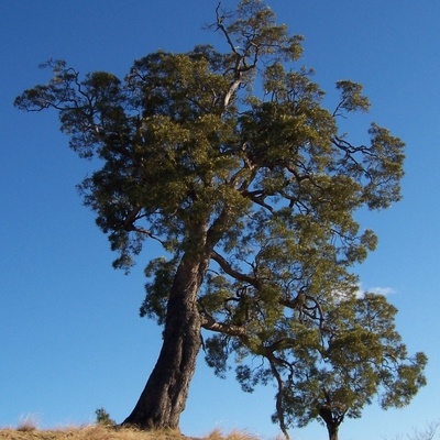 Tamarin des hauts (Acacia heterophylla) - Vieil arbre dans les pâturages de la Plaine des Cafres (Ile de la Réunion)