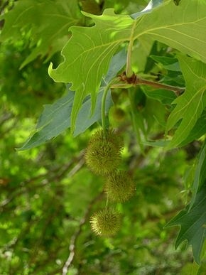 feuille et fruit (akène)