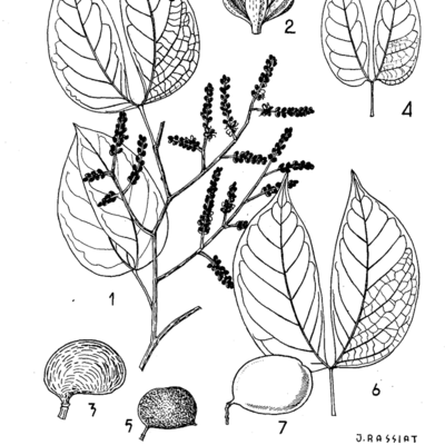 Fiches botaniques, forestières, industrielles et commerciales : Bubinga. Bois et Forêts de Tropiques, vol 12, 1949