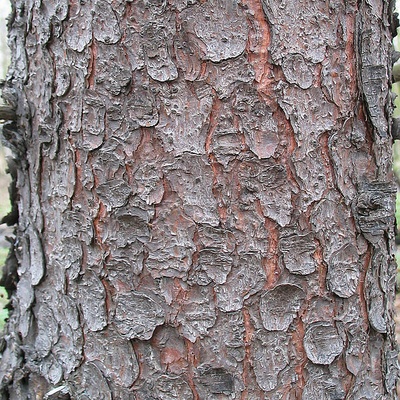 Écorce arbre assez jeune