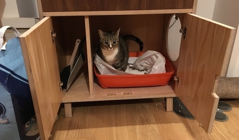 litière pour chat prix