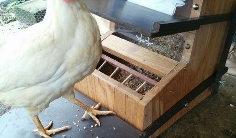 Fabriquer une mangeoire à poules anti oiseaux et anti nuisibles