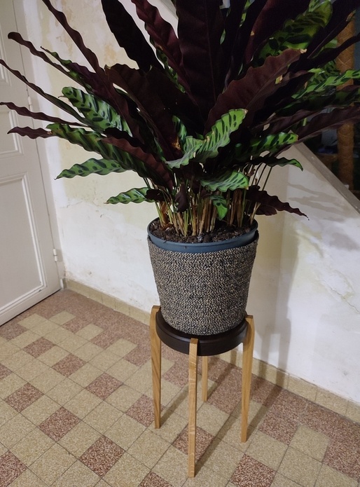 Selette chêne, chêne