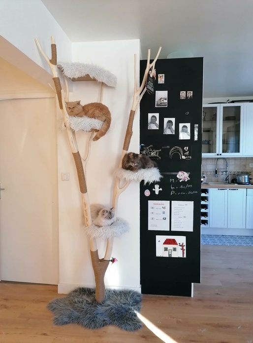 Arbre à chat en noisettier