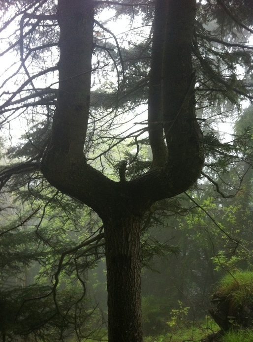 Voilà un arbre qui ne manque pas d'originalité