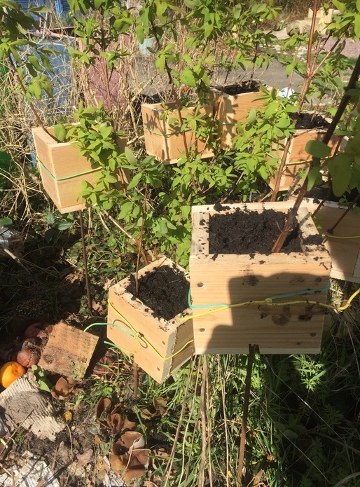 Boîte marcottage aérien