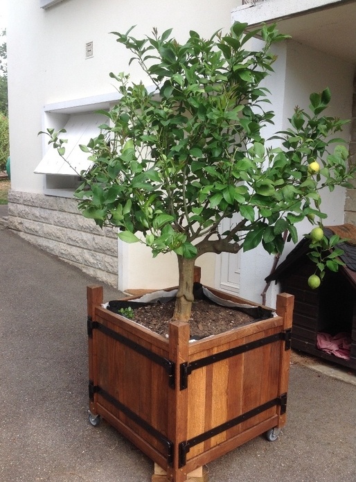 Caisse à agrume type  Le Notre ou Roubo