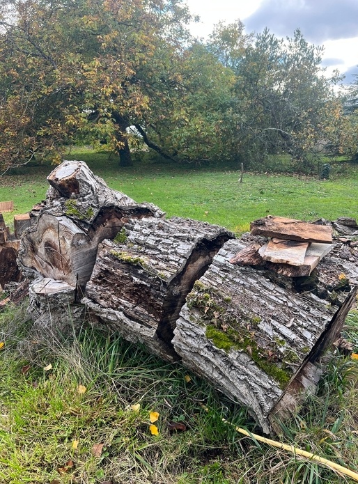 Énorme tronc de noyer