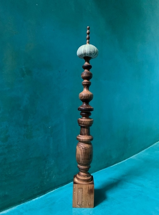 Oursin qui prend de la hauteur