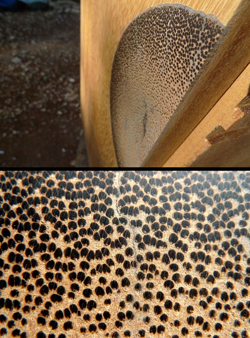 Commodes jumelles et insert coco noir