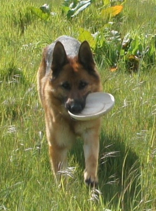 Frisbee pour chien