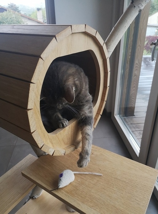 Arbre à chat, il y a du bouleau...