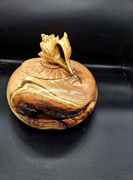 Reprise après accident, une boite coquillage en robinier