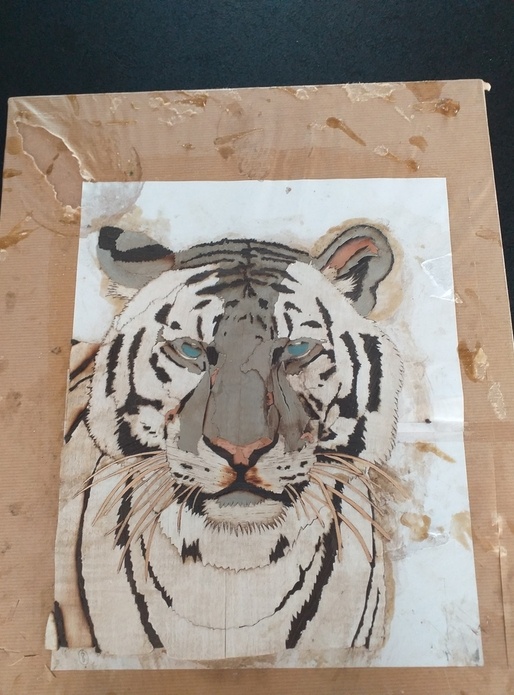 Montage sur cale Tigre Blanc marqueterie