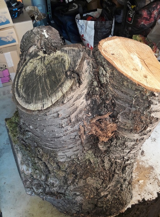 Cerisier ! Quelques petits projets à venir après séchage...