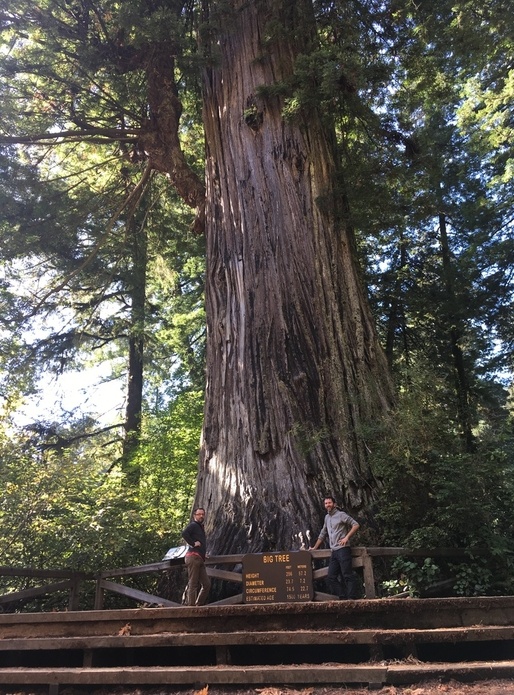 Big tree, séquoia géant de Californie
