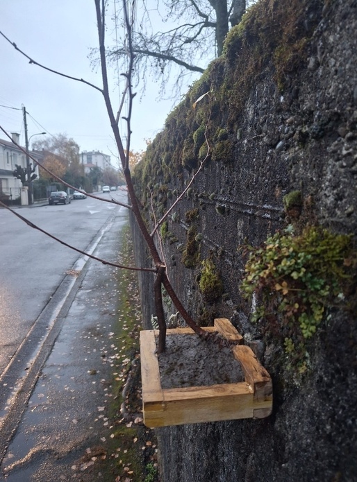 Récupérateur de bonsaï