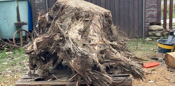 Débit d'une souche de noyer