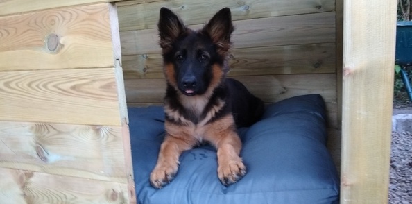 Niche pour mon chien