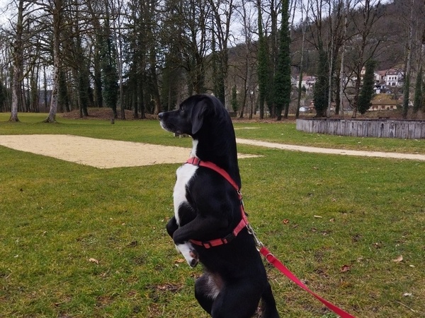 Un suricate dans l'âme