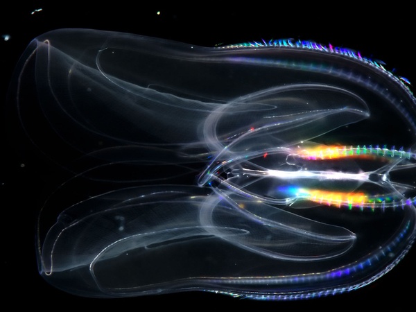 je mets quand même un warning c'est dangereux ca colle ces trucs la (pour voir le lien cliquer source de cette image)