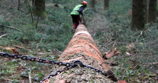 "Revenir au bois: pour une alternative forestière"