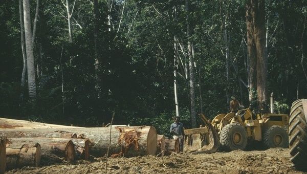 Émission très intéressante sur France Culture, Filière bois : l'industrie qui gâche la forêt ?