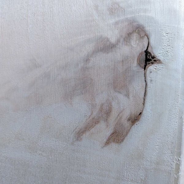 Oiseau fossilisé dans une planche