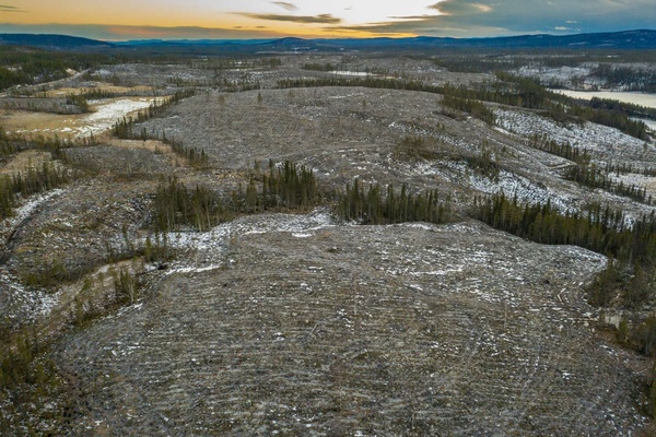 En Suède, l exploitation intensive des forêts remise en question