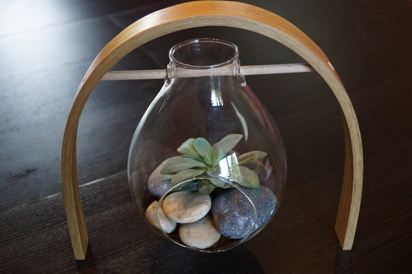 Support de plante: le chêne courbe