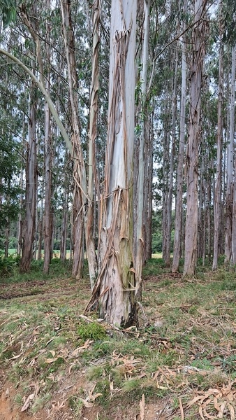 Forêt d'eucalyptus géants.