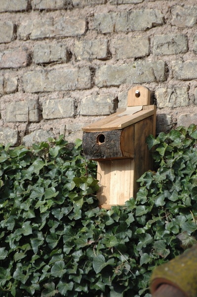 Abri pour mésanges impatientes