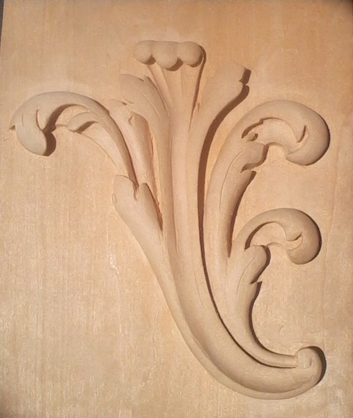 Acanthe éclairée par la lumière du soleil