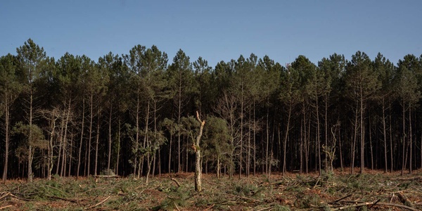 Dans les forêts landaises, les coupes rases ont toujours la cote.