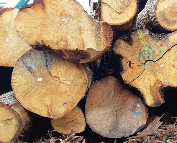 La fuite du chêne français en Chine