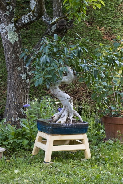 Exercice d'arêtier pour un bonsaï