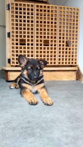 Barrière pour chien