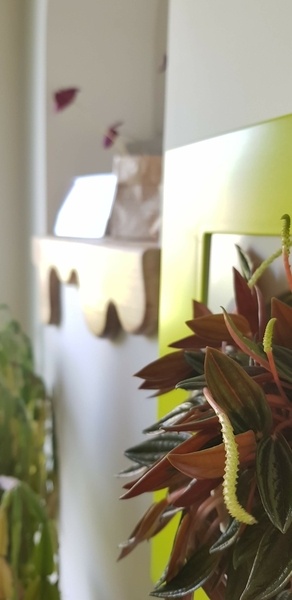 Deux Tablettes En Frêne Coulant