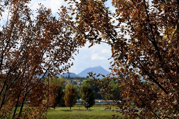 Nos forêts meurent du changement climatique