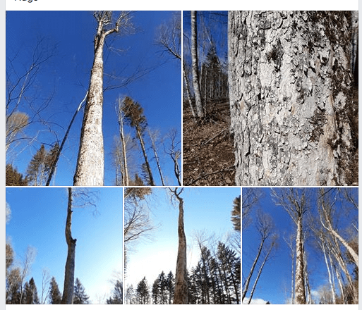 Quelques grumes en Isère