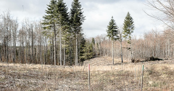 Forêts de Bourgogne: la mort de l’hêtre aimé