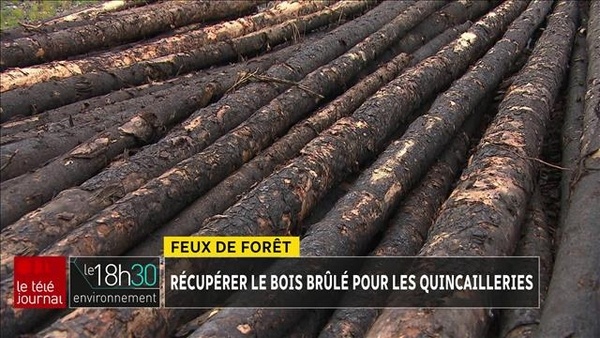 L'utilisation du bois des forêts brulées