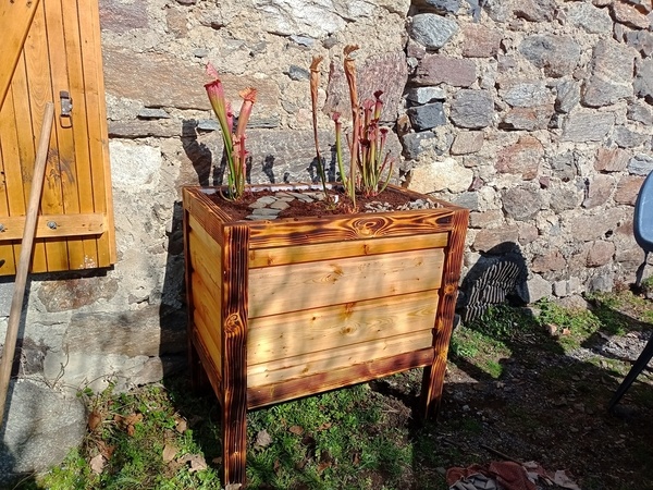 Jardinière pour mangeuse de mouche