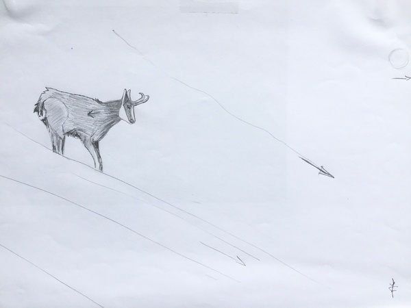 exemple esquisse chamois, penser au sens du bois