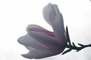 Arboretum et musée du bois