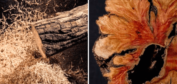 La plus belle  video  sur  un tronc  ...