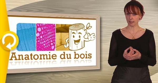 Une des meilleures formations et gratuite sur le bois: le fun MOOC