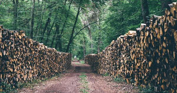 Fermeture d'une scierie