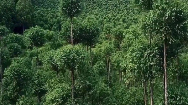 Une gestion forestière interessante ...